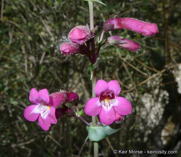 Image of San Jacinto beardtongue