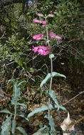 Image of San Jacinto beardtongue