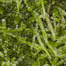 Image of Veilwort
