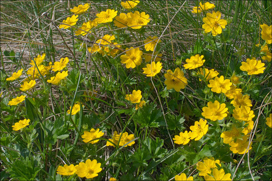 Image of Potentilla aurea L.