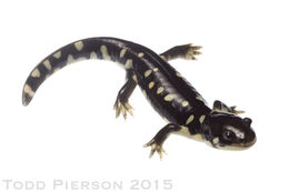 Image of California Tiger Salamander