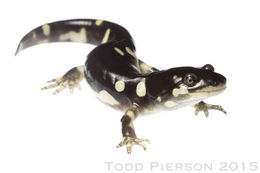 Image of California Tiger Salamander