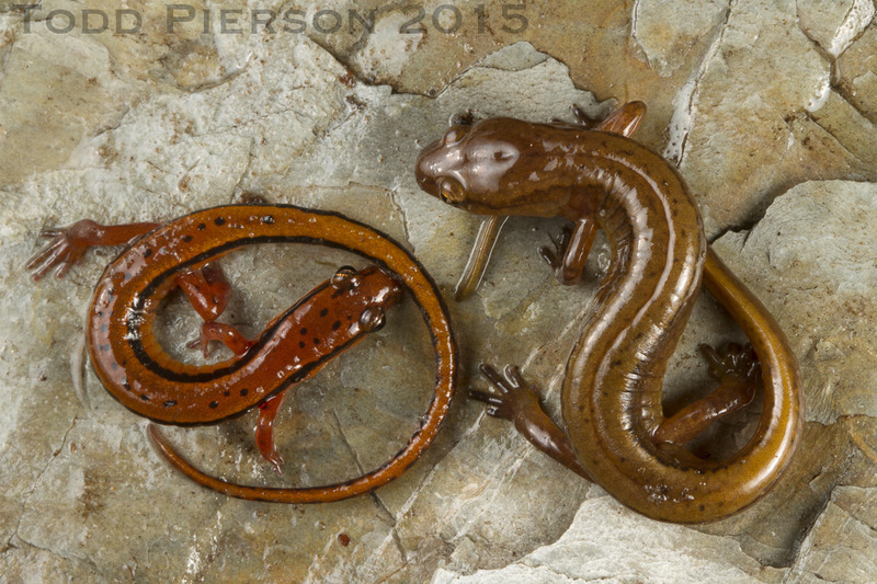 Image of Junaluska Salamander