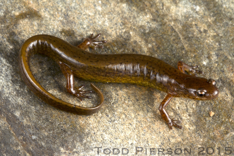 Image of Junaluska Salamander