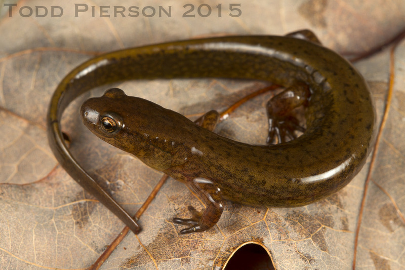 Image of Junaluska Salamander