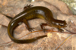 Image of Junaluska Salamander