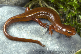 Image of Junaluska Salamander