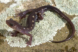 Image of Wehrle's Salamander