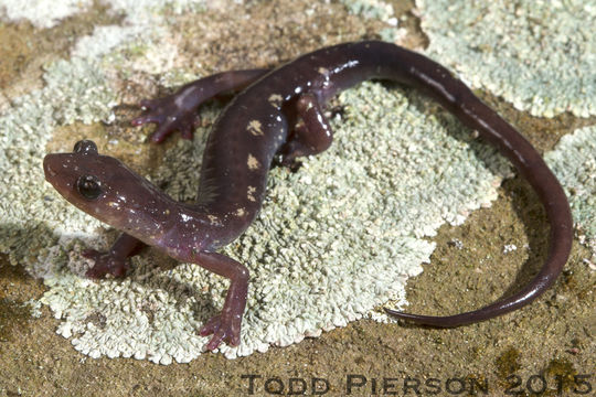 Plethodon wehrlei Fowler & Dunn 1917 resmi