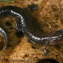 Image of Cumberland Dusky Salamander