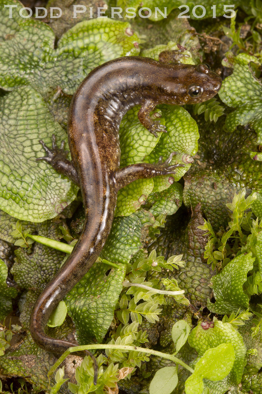 Image of Cumberland Dusky Salamander