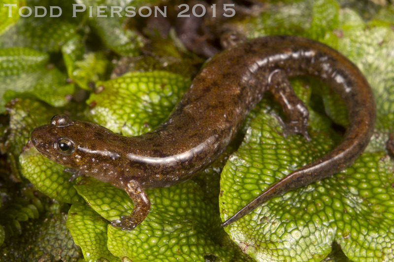 Image of Cumberland Dusky Salamander