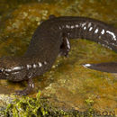 Image of Black mountain salamander