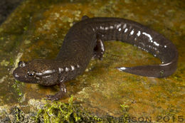 Image of Black mountain salamander