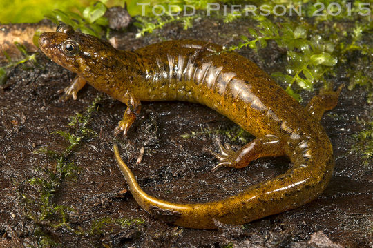 Image of Santeetlah Dusky Salamander