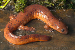 Image of Eastern Mud Salamander