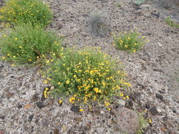 Image of Vasey's rockdaisy