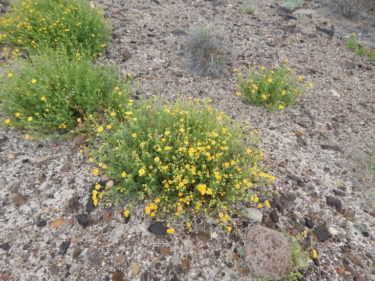 Image of Vasey's rockdaisy