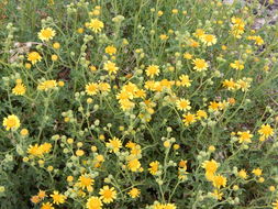 Image of Vasey's rockdaisy