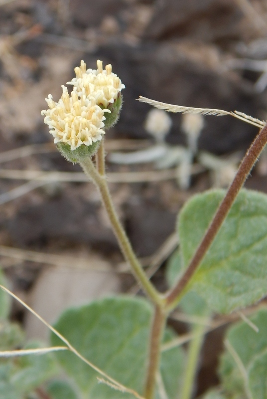 Слика од Psathyrotopsis scaposa (A. Gray) H. Rob.