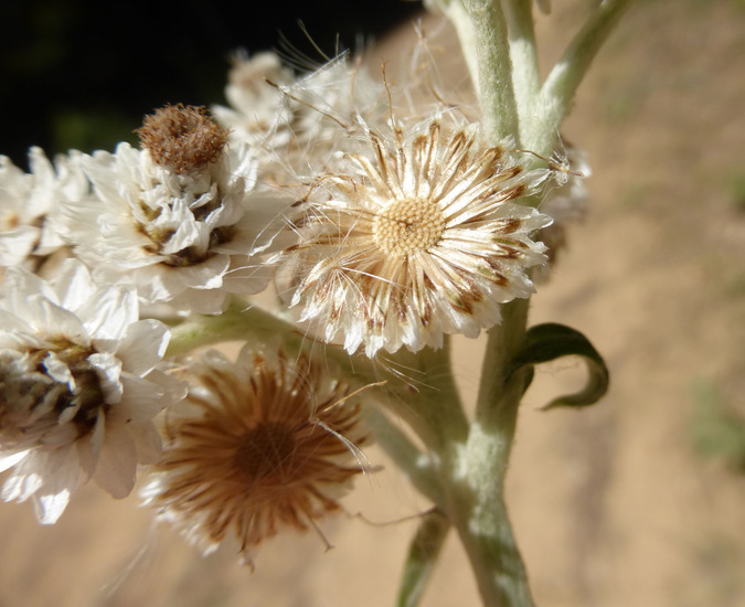 Image of Pearly Everlasting