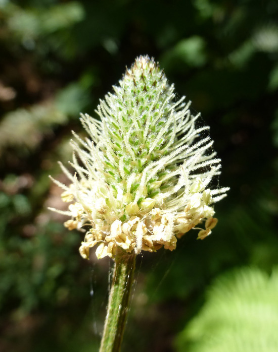 Image of Ribwort Plantain