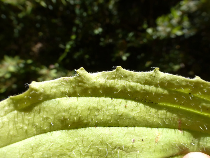 Image of tall coastal plantain