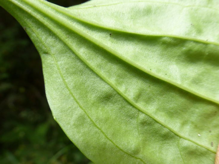 Image of Broadleaf Plantain