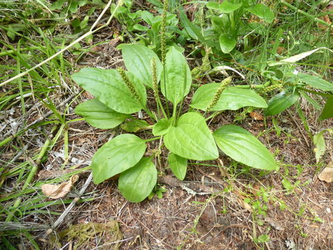 Image of Broadleaf Plantain