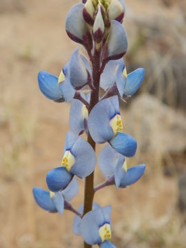 Imagem de Lupinus havardii S. Watson