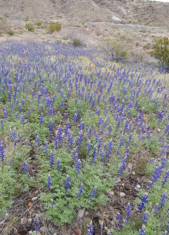 Imagem de Lupinus havardii S. Watson