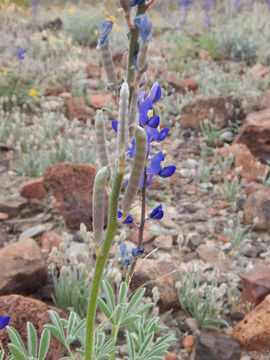 Imagem de Lupinus havardii S. Watson