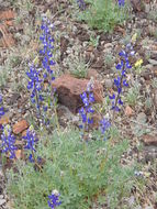 Imagem de Lupinus havardii S. Watson