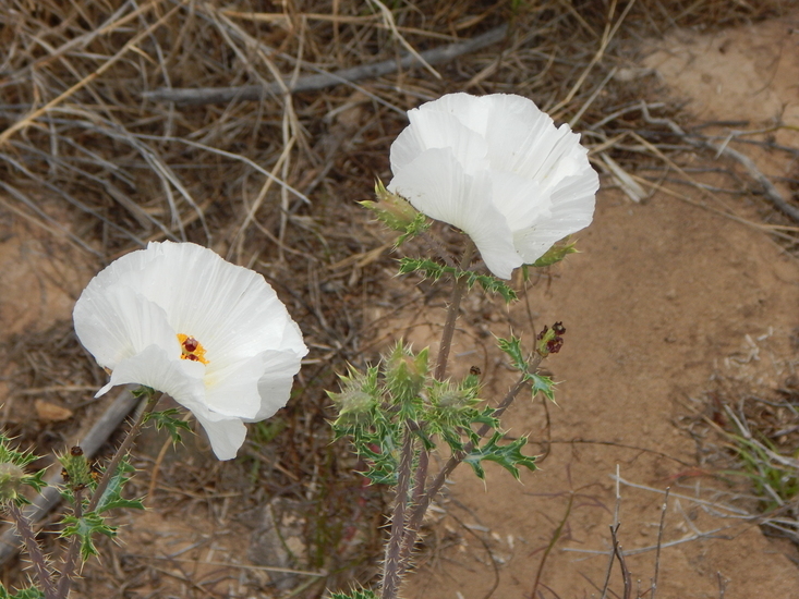 Image of Chisos Mountain pricklypoppy