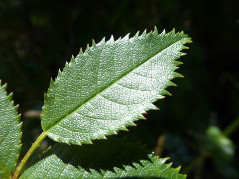 Image of dog rose