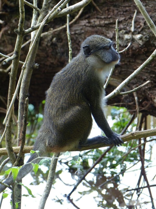 Imagem de Allenopithecus nigroviridis (Pocock 1907)