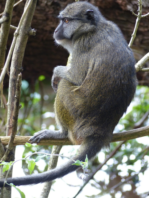 Imagem de Allenopithecus nigroviridis (Pocock 1907)