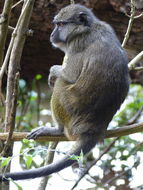 Image of Allen's Swamp Monkey