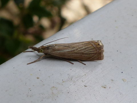 Image of Garden Grass-veneer