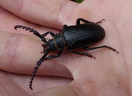 Prionus coriarius (Linné 1758) resmi