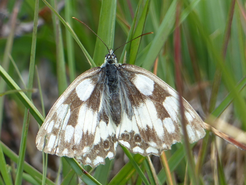 Image of marbled white