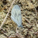 Image of Wood White