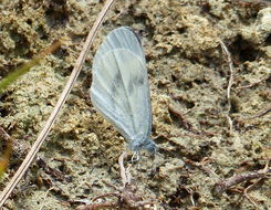 Image of Wood White