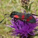 Image of six-spot burnet