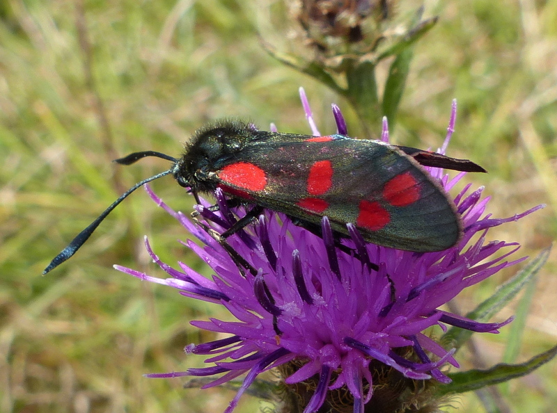 Image of six-spot burnet