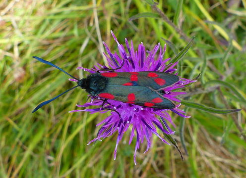 Image of six-spot burnet