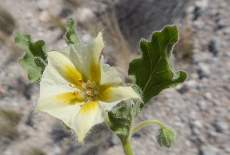 Image de Chamaesaracha crenata Rydb.