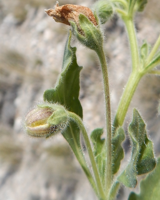 Image de Chamaesaracha crenata Rydb.