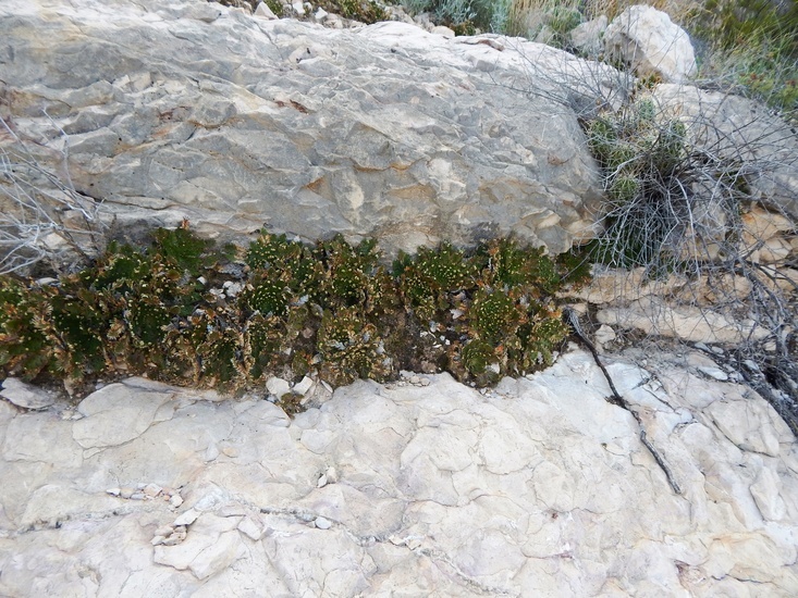 Selaginella lepidophylla (Hook. & Grev.) Spring resmi