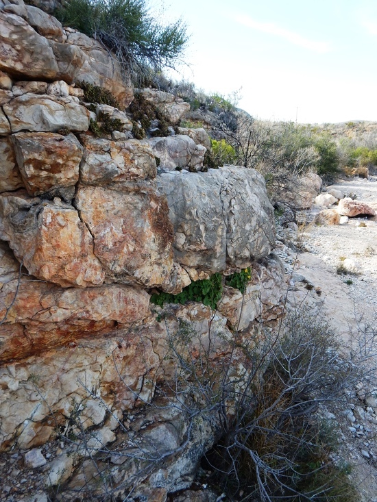 Image of yellow stingbush